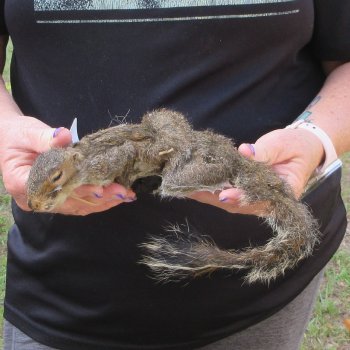  Preserved Full-Body Squirrel  <font color=red>Special Price </font> 