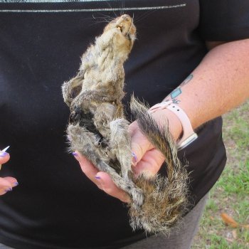  Preserved Full-Body Squirrel  <font color=red>Special Price </font> 