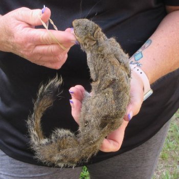  Preserved Full-Body Squirrel  <font color=red>Special Price </font> 