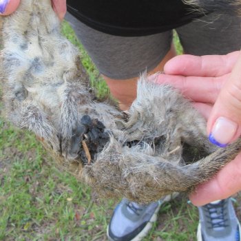  Preserved Full-Body Squirrel  <font color=red>Special Price </font> 