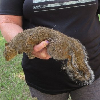  Preserved Full-Body Squirrel  <font color=red>Special Price </font> 
