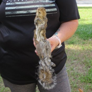  Preserved Full-Body Squirrel  <font color=red>Special Price </font> 