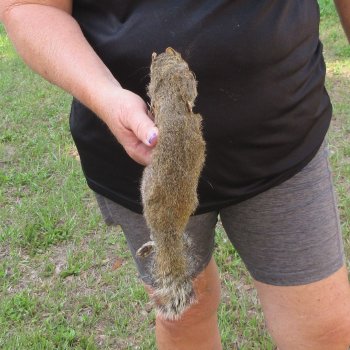  Preserved Full-Body Squirrel  <font color=red>Special Price </font> 