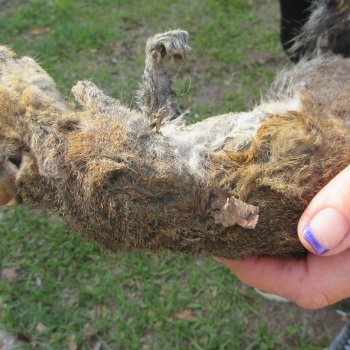  Preserved Full-Body Squirrel  <font color=red>Special Price </font> 