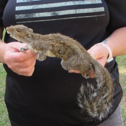  Preserved Full-Body Squirrel  <font color=red>Special Price </font> 
