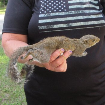  Preserved Full-Body Squirrel  <font color=red>Special Price </font> 