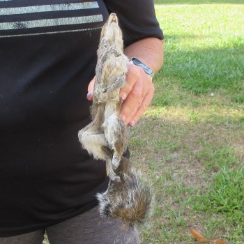  Preserved Full-Body Squirrel  <font color=red>Special Price </font> 