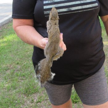  Preserved Full-Body Squirrel  <font color=red>Special Price </font> 