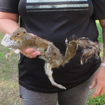  Preserved Full-Body Squirrel  <font color=red>Special Price </font> 