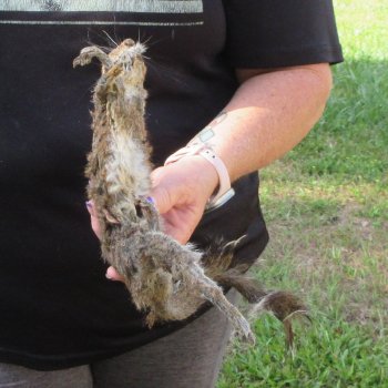  Preserved Full-Body Squirrel  <font color=red>Special Price </font> 