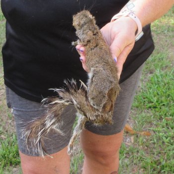  Preserved Full-Body Squirrel  <font color=red>Special Price </font> 