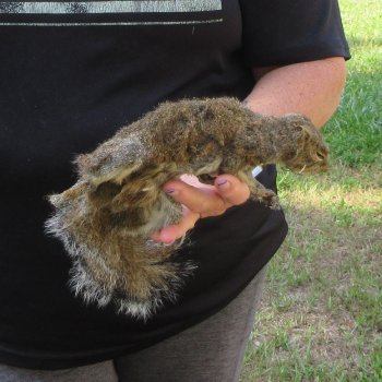  Preserved Full-Body Squirrel  <font color=red>Special Price </font> 