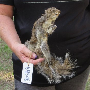  Preserved Full-Body Squirrel  <font color=red>Special Price </font> 