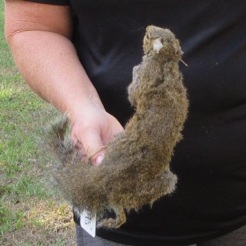  Preserved Full-Body Squirrel  <font color=red>Special Price </font> 