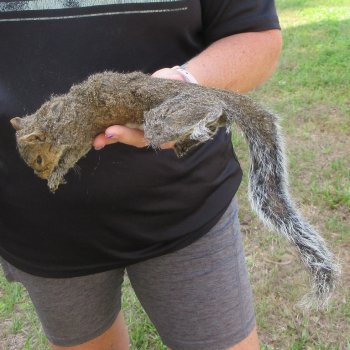  Preserved Full-Body Squirrel  <font color=red>Special Price </font> 