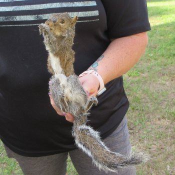  Preserved Full-Body Squirrel  <font color=red>Special Price </font> 
