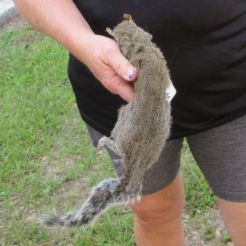  Preserved Full-Body Squirrel  <font color=red>Special Price </font> 