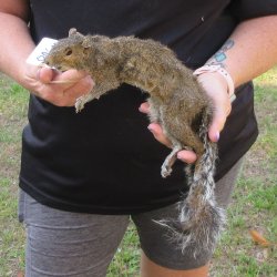 Preserved Full-Body Squirrel  <font color=red>Special Price </font> 
