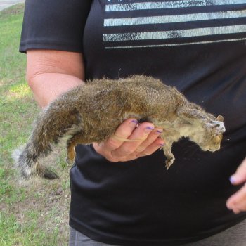  Preserved Full-Body Squirrel  <font color=red>Special Price </font> 