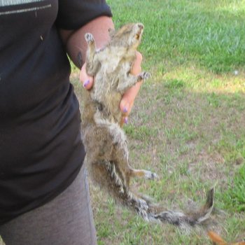  Preserved Full-Body Squirrel  <font color=red>Special Price </font> 