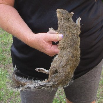  Preserved Full-Body Squirrel  <font color=red>Special Price </font> 