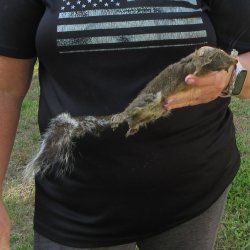  Preserved Full-Body Squirrel  <font color=red>Special Price </font> 