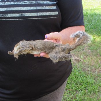  Preserved Full-Body Squirrel  <font color=red>Special Price </font> 