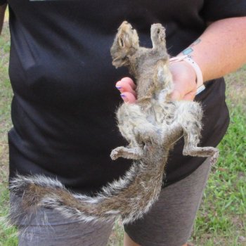  Preserved Full-Body Squirrel  <font color=red>Special Price </font> 