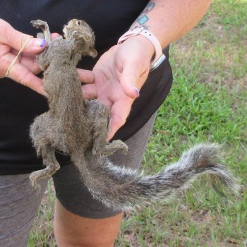  Preserved Full-Body Squirrel  <font color=red>Special Price </font> 
