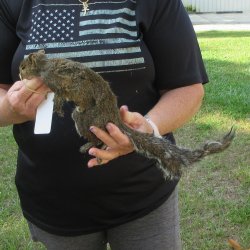  Preserved Full-Body Squirrel  <font color=red>Special Price </font> 