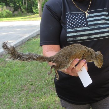  Preserved Full-Body Squirrel  <font color=red>Special Price </font> 