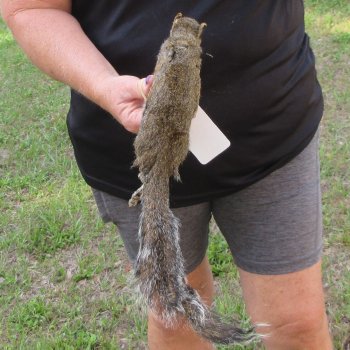  Preserved Full-Body Squirrel  <font color=red>Special Price </font> 
