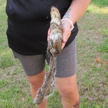  Preserved Full-Body Squirrel  <font color=red>Special Price </font> 