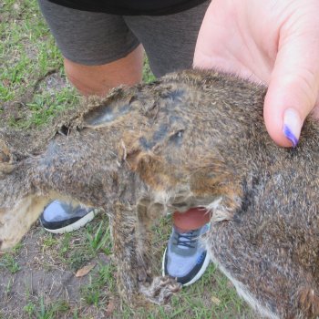  Preserved Full-Body Squirrel  <font color=red>Special Price </font> 