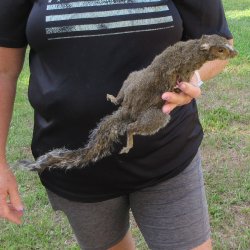  Preserved Full-Body Squirrel  <font color=red>Special Price </font> 