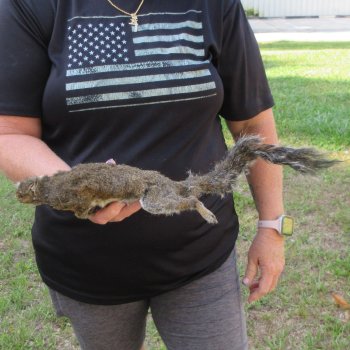  Preserved Full-Body Squirrel  <font color=red>Special Price </font> 