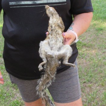  Preserved Full-Body Squirrel  <font color=red>Special Price </font> 