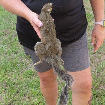  Preserved Full-Body Squirrel  <font color=red>Special Price </font> 