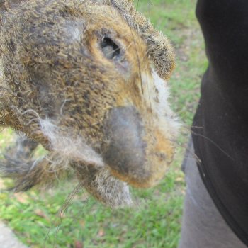  Preserved Full-Body Squirrel  <font color=red>Special Price </font> 