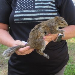  Preserved Full-Body Squirrel  <font color=red>Special Price </font> 