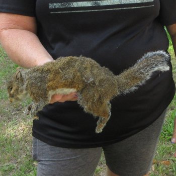  Preserved Full-Body Squirrel  <font color=red>Special Price </font> 