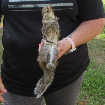  Preserved Full-Body Squirrel  <font color=red>Special Price </font> 