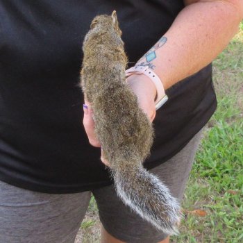  Preserved Full-Body Squirrel  <font color=red>Special Price </font> 