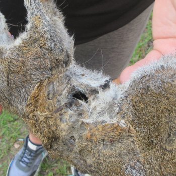  Preserved Full-Body Squirrel  <font color=red>Special Price </font> 