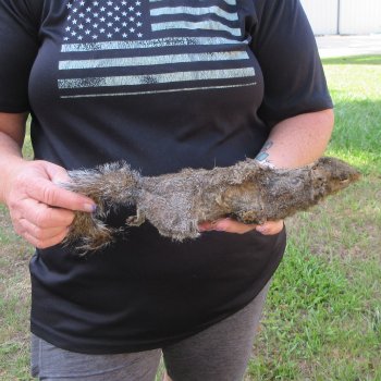  Preserved Full-Body Squirrel  <font color=red>Special Price </font> 