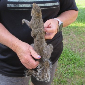  Preserved Full-Body Squirrel  <font color=red>Special Price </font> 