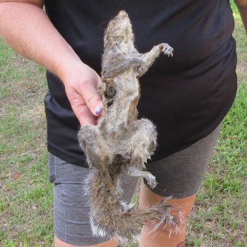  Preserved Full-Body Squirrel  <font color=red>Special Price </font> 