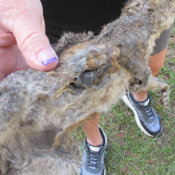  Preserved Full-Body Squirrel  <font color=red>Special Price </font> 
