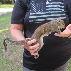  Preserved Full-Body Squirrel  <font color=red>Special Price </font> 