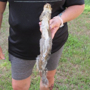  Preserved Full-Body Squirrel  <font color=red>Special Price </font> 